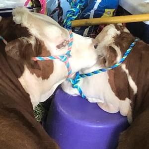 Meet your Posher, Lacey